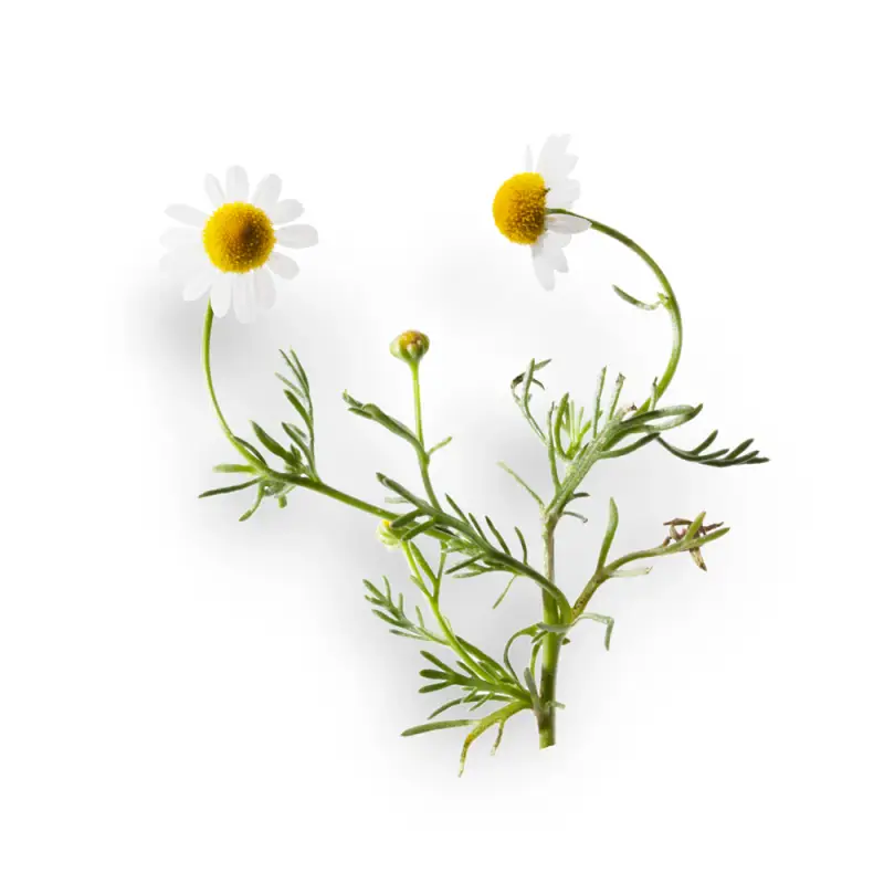 Lipcare Balsamo Labbra Camomilla SPF15 - Balsamo labbra miniatura 2