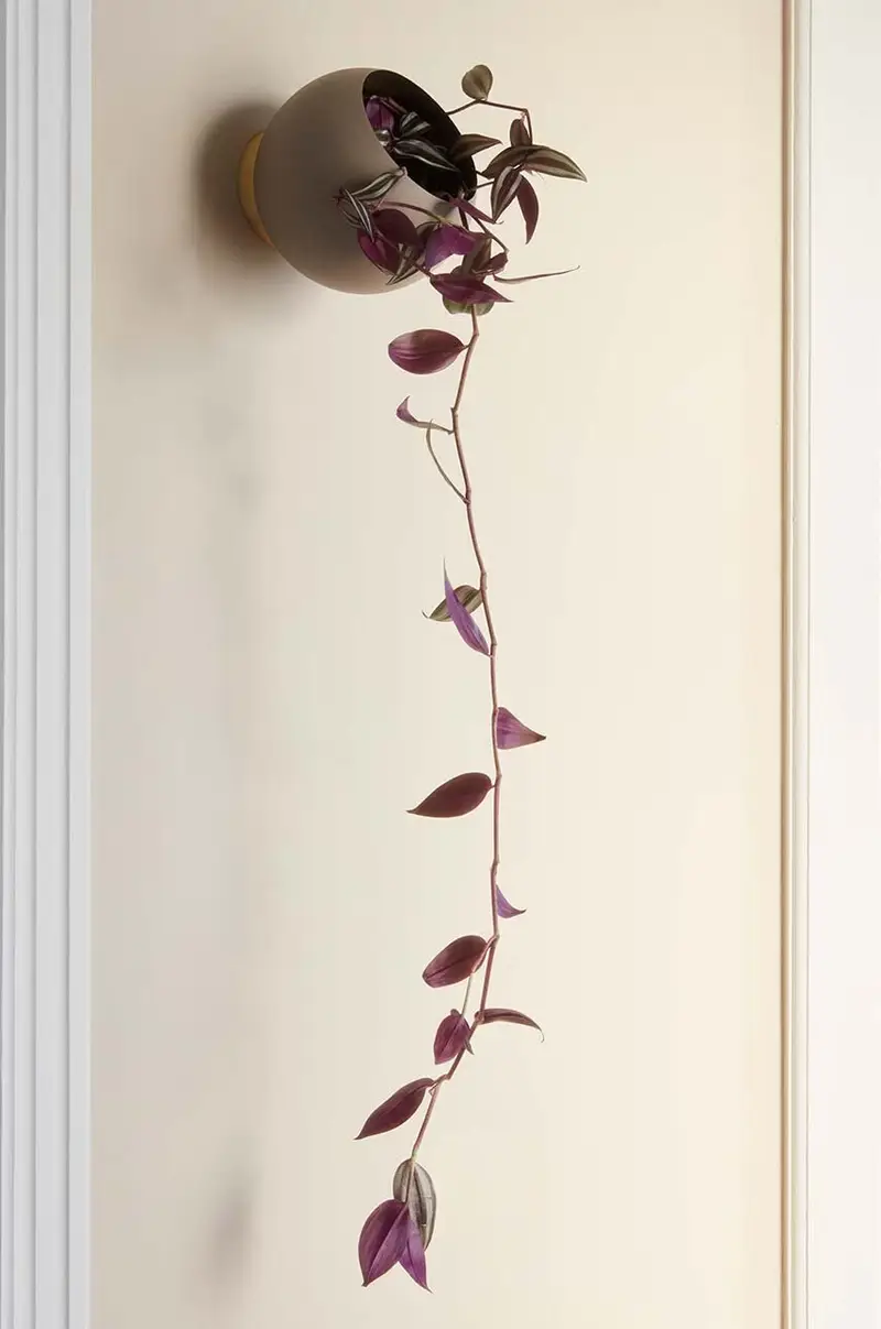 vaso per i fiori da parete Globe Multicolore miniatura 3