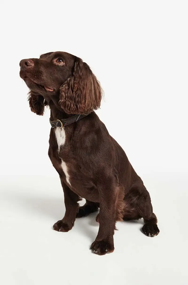 collare per cani Multicolore miniatura 4