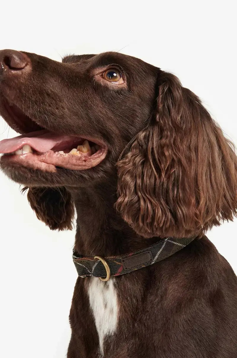 collare per cani Multicolore miniatura 5