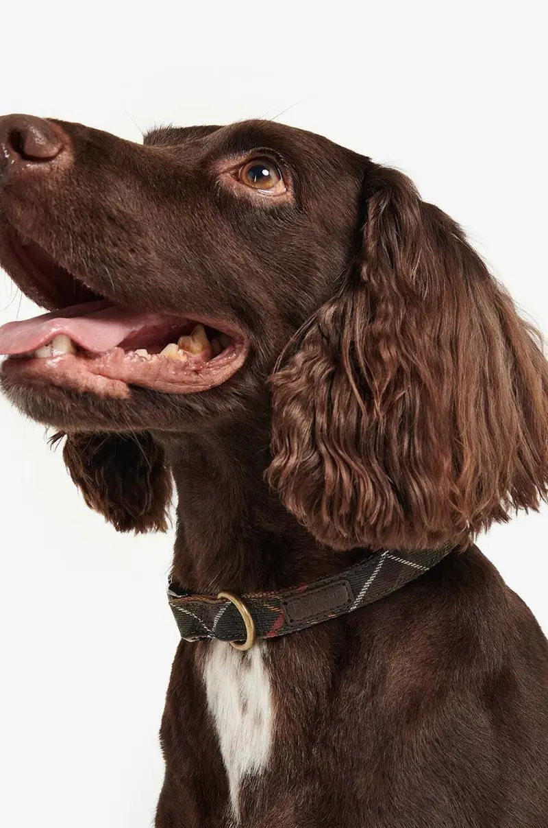 collare per cani Multicolore miniatura 5