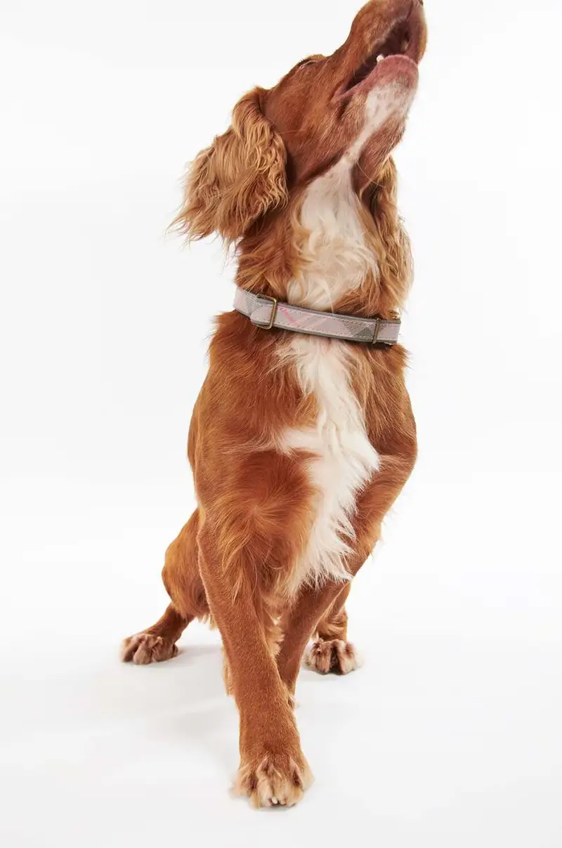 collare per cani Rosa miniatura 5