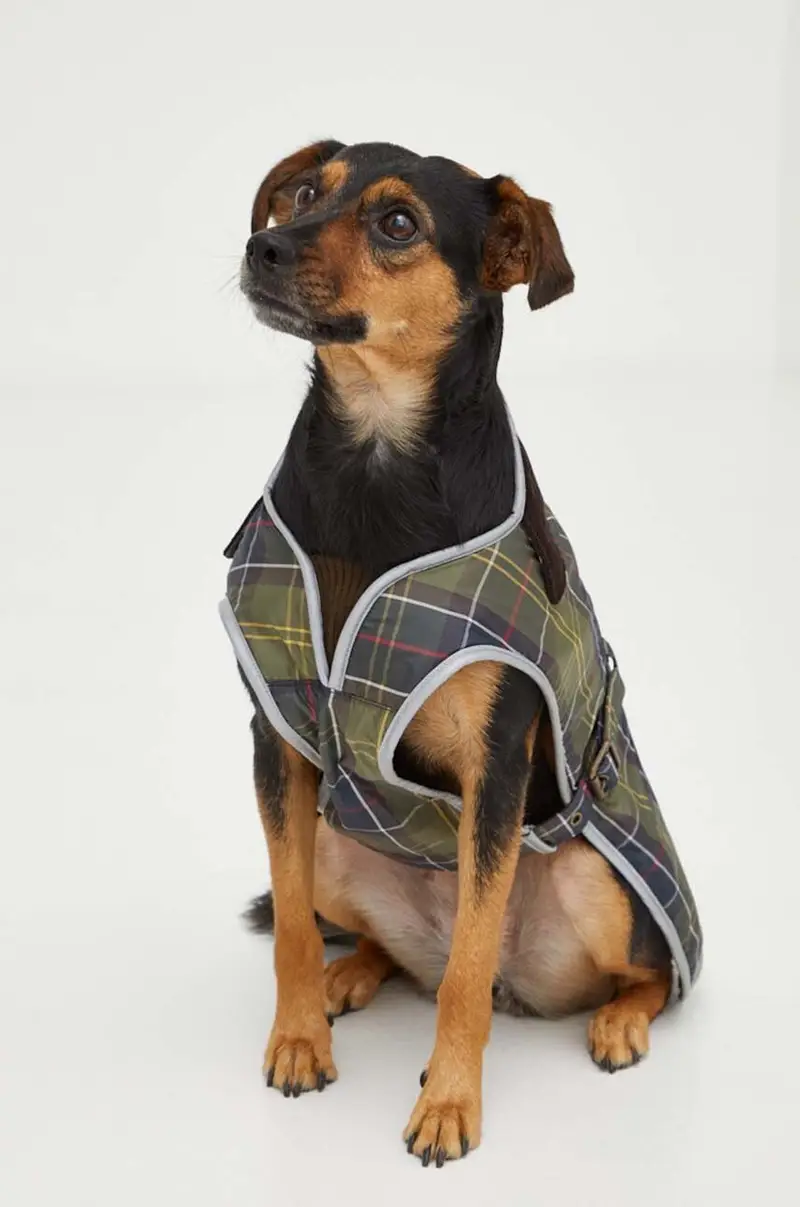 giacca per animali Verde miniatura 5