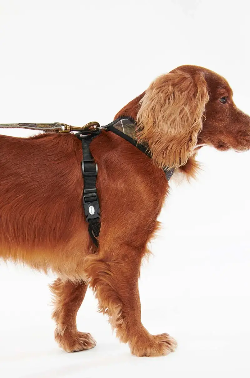 pettorina per cane Multicolore miniatura 5