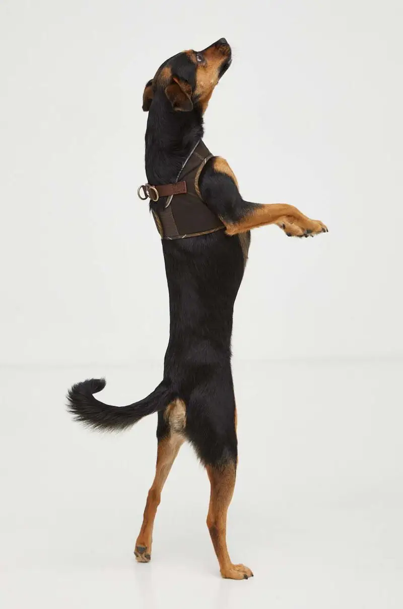 pettorina per cane Verde miniatura 5