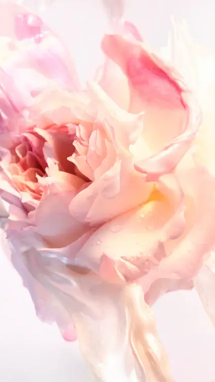 Goldea Rose Goldea Blossom Delight Hair Mist miniatura 4