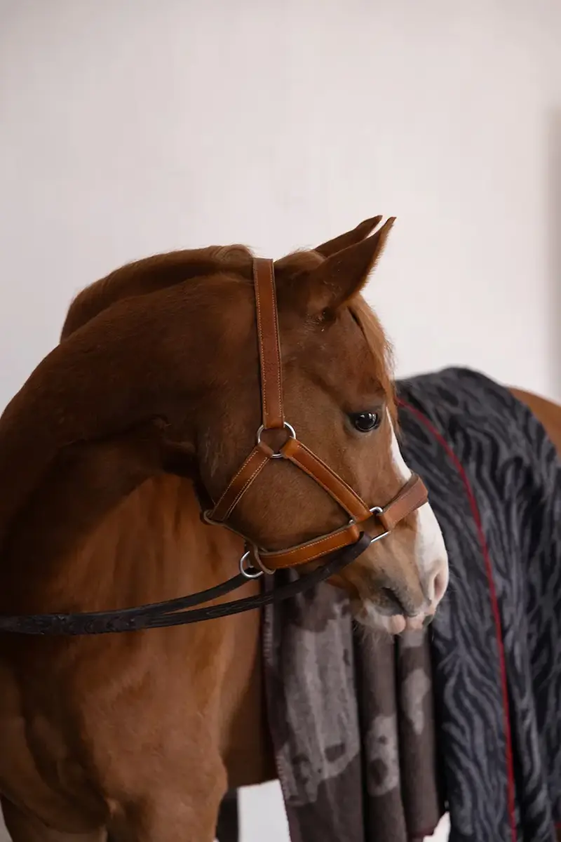 coperta con lana Anima 130 x 160 cm colore nero miniatura 3