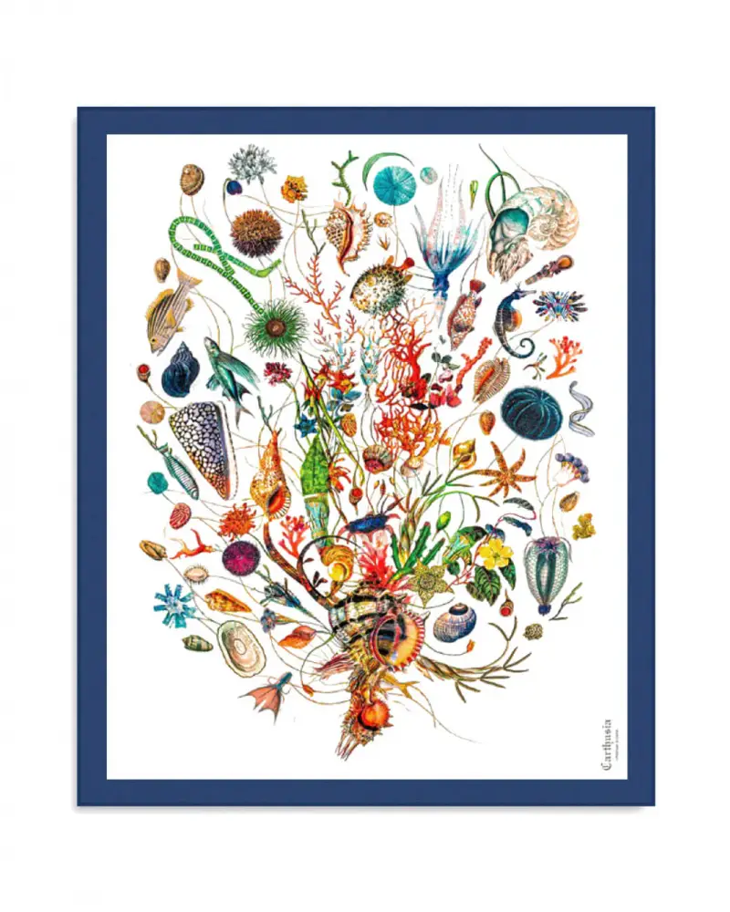 A’mmare Pareo Cotone Fondo Bianco Bordo Blu