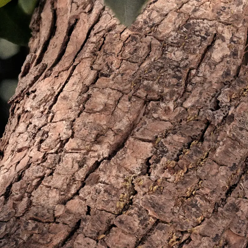 CHLOE' Eau de Parfum Donna Rosa 3019268 miniatura 5