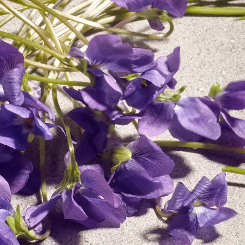 Dolce & Gabbana Eau de Toilette Donna Viola 2994561 miniatura 3