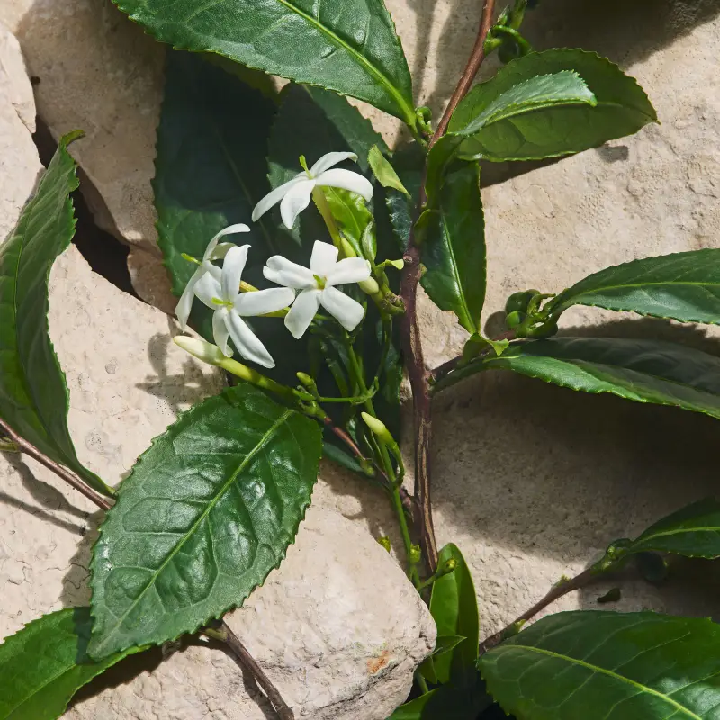 Dolce & Gabbana Eau de Parfum Donna Verde 2994565 miniatura 5