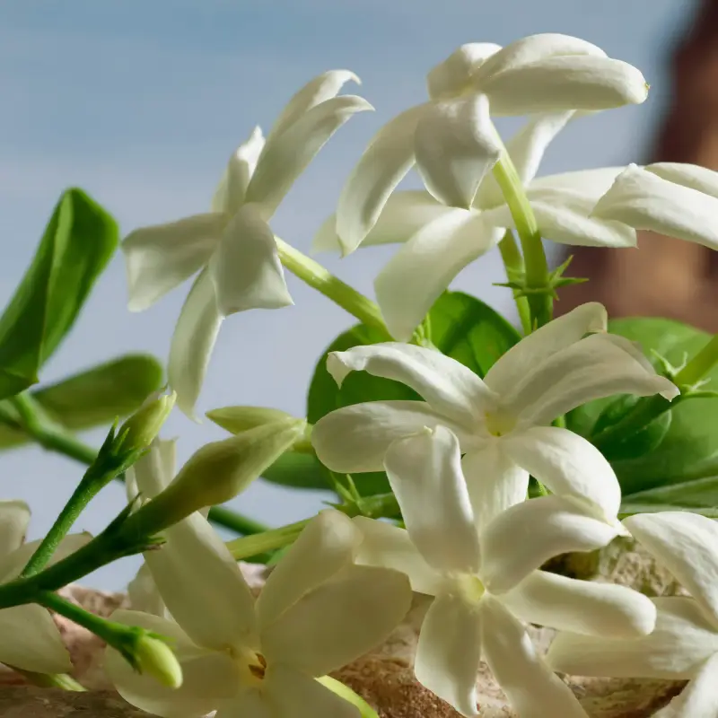 Q by Dolce&Gabbana Q by Dolce&Gabbana - Profumi donna miniatura 5