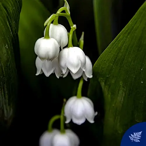 Felce Azzurra Idratante Muschio bianco 300 ml miniatura 3