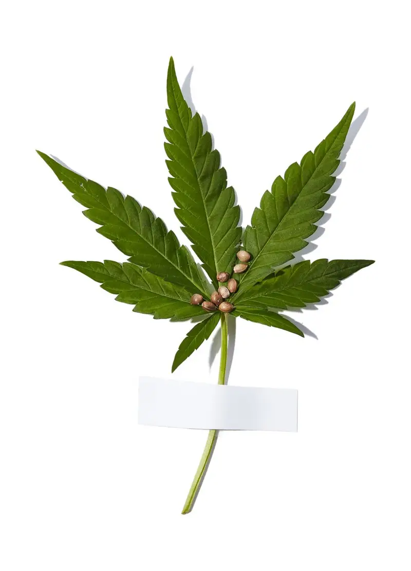 GARNIER, Garnier Olio Viso Notte Bio, Olio Notte Multi Riparatore Con Olio Di Semi Di Canapa Biologico E Vitamina E, Per Pelli Stressate, Anche Sensibili E Prime Rughe, 30 Ml., Donna, Bianco, Taglia: FASUL miniatura 2