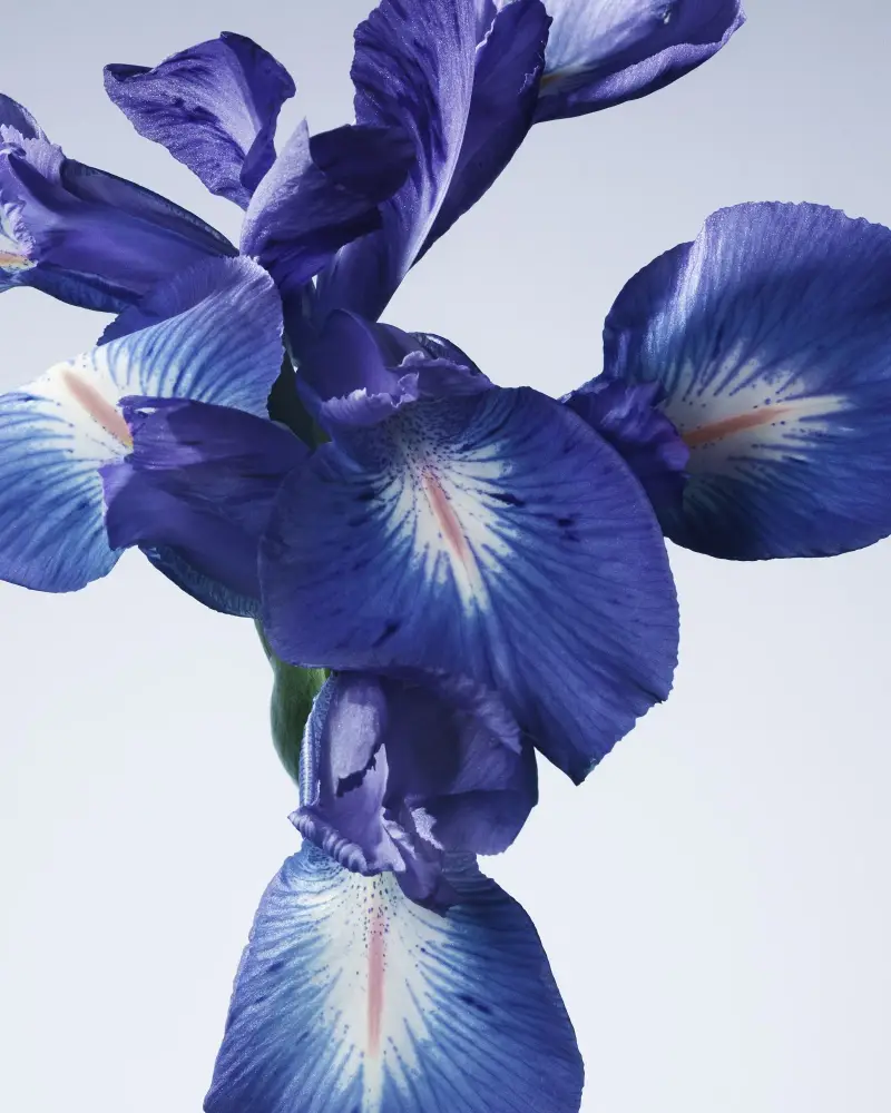 Giorgio Armani Eau de Toilette Donna Verde 3042312 miniatura 3