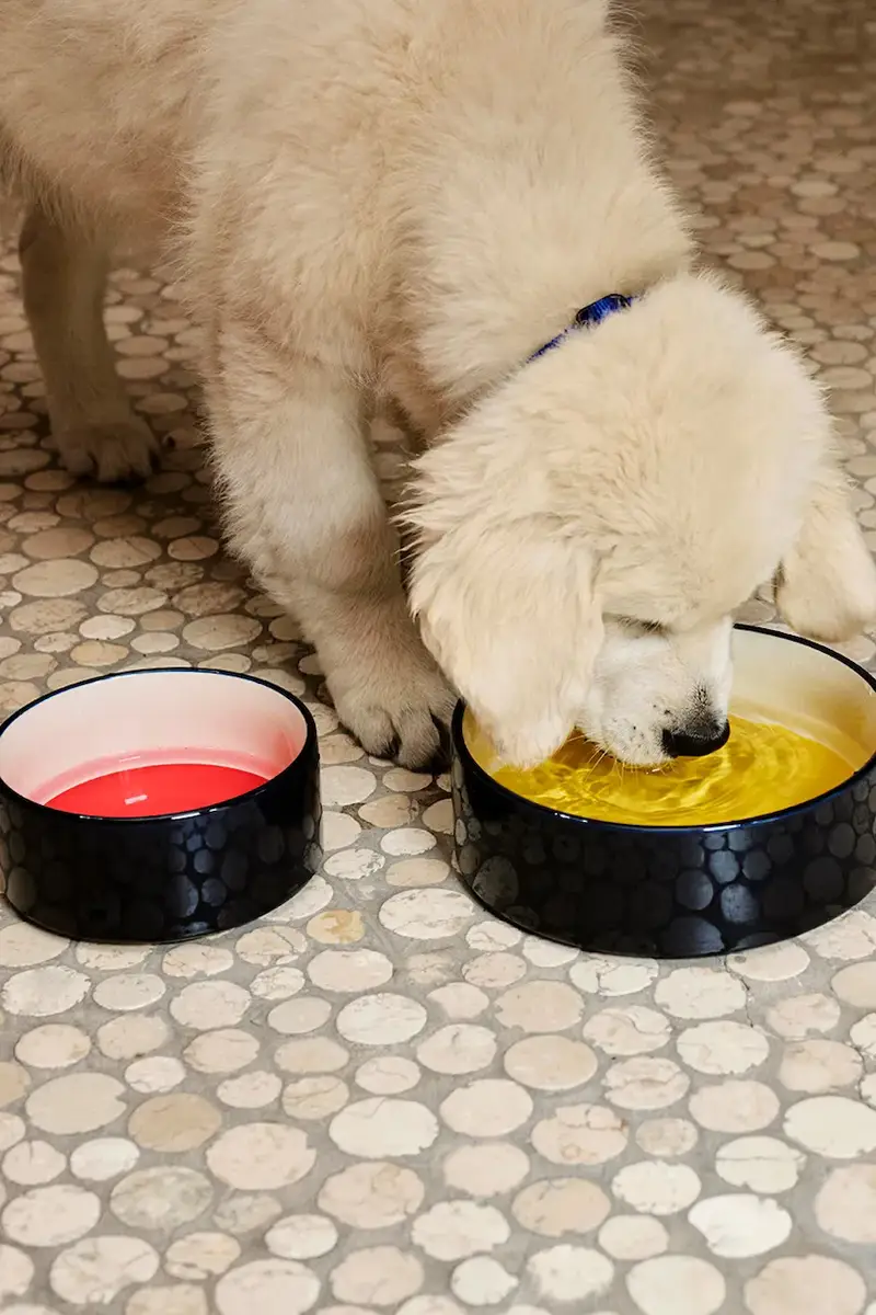 ciotola per animali 20, 8 x 7 cm Multicolore miniatura 5