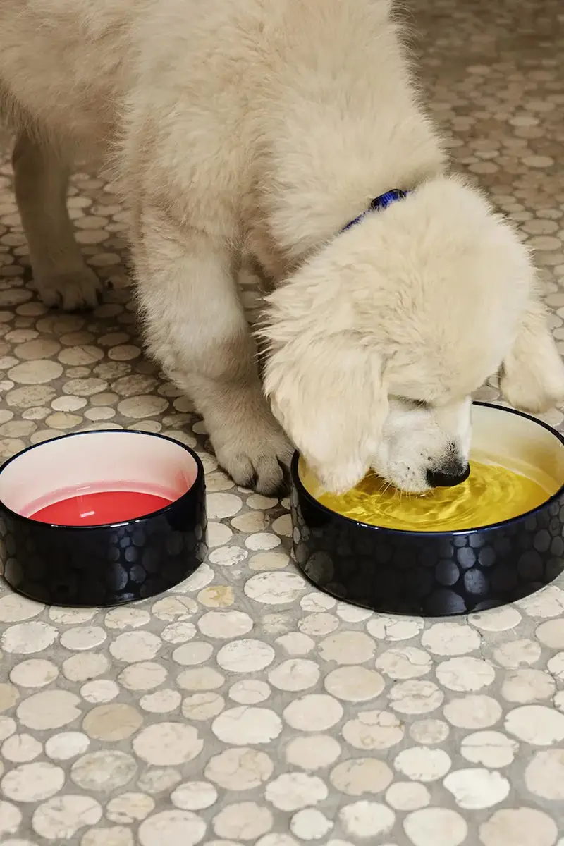 ciotola per animali S / 15, 5 x 7 cm colore nero miniatura 3