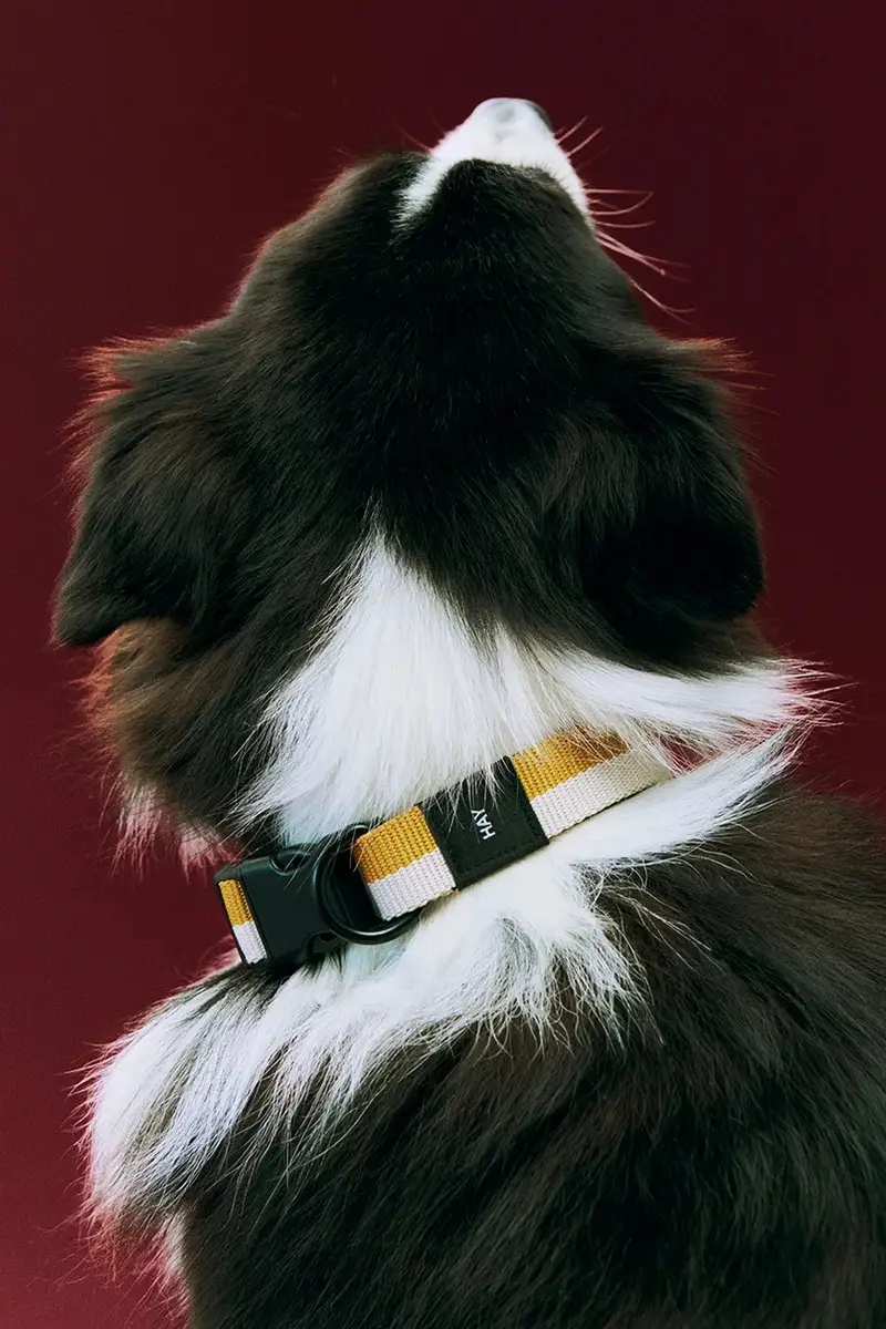 collare per cani M/L 2, 5 x 40-65 cm colore giallo miniatura 3