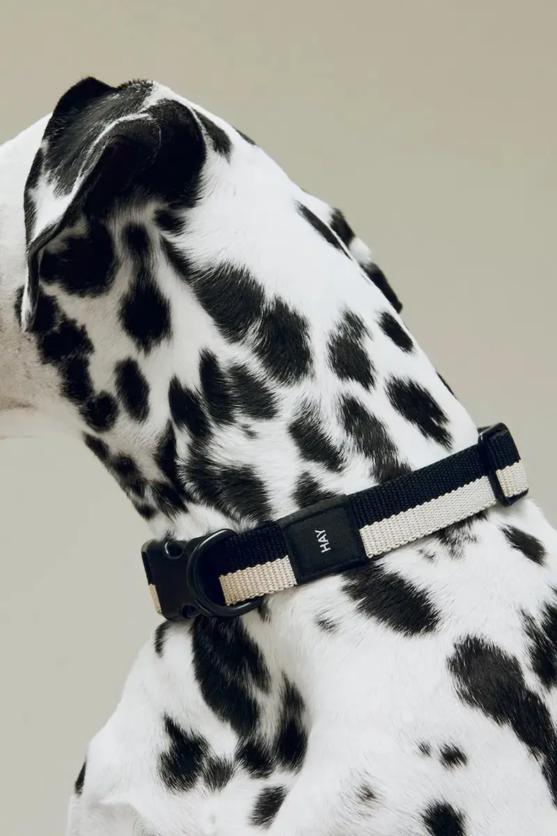 collare per cani M/L 2, 5 x 40-65 cm colore nero miniatura 3