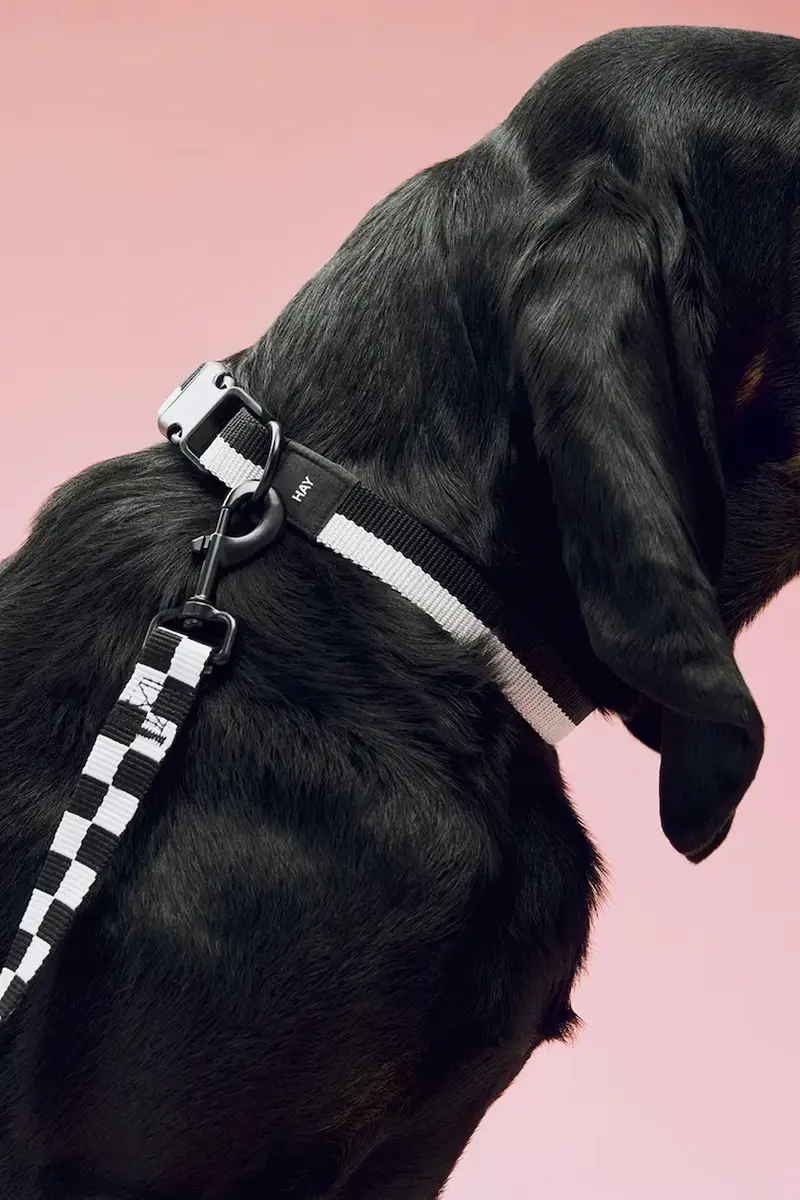 collare per cani M/L 2, 5 x 40-65 cm colore nero miniatura 4