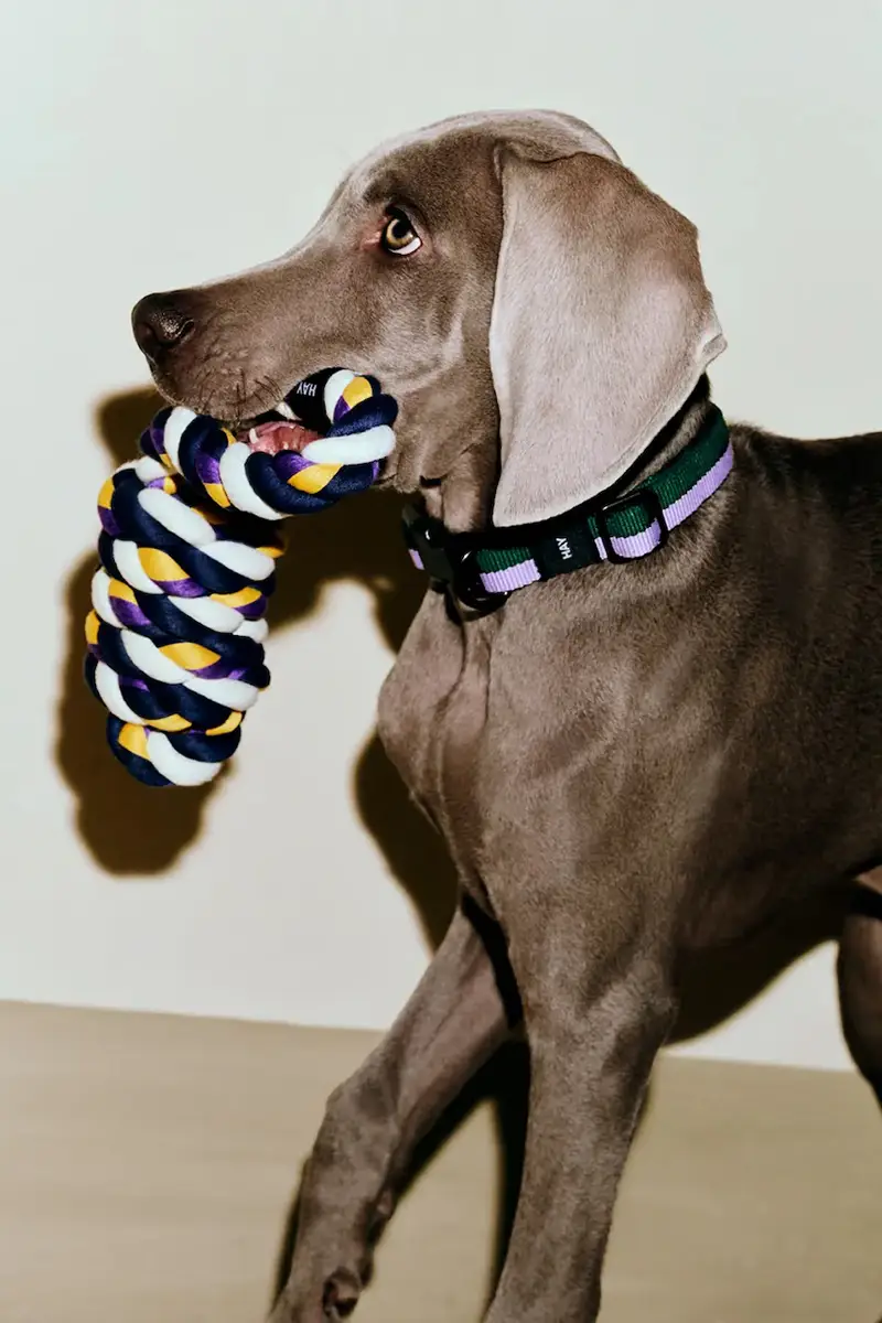 collare per cani M / L 2, 5 x 40-65 cm Multicolore miniatura 3