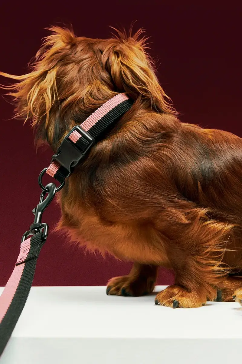 collare per cani S/M 2 x 25-45 cm colore rosa miniatura 3