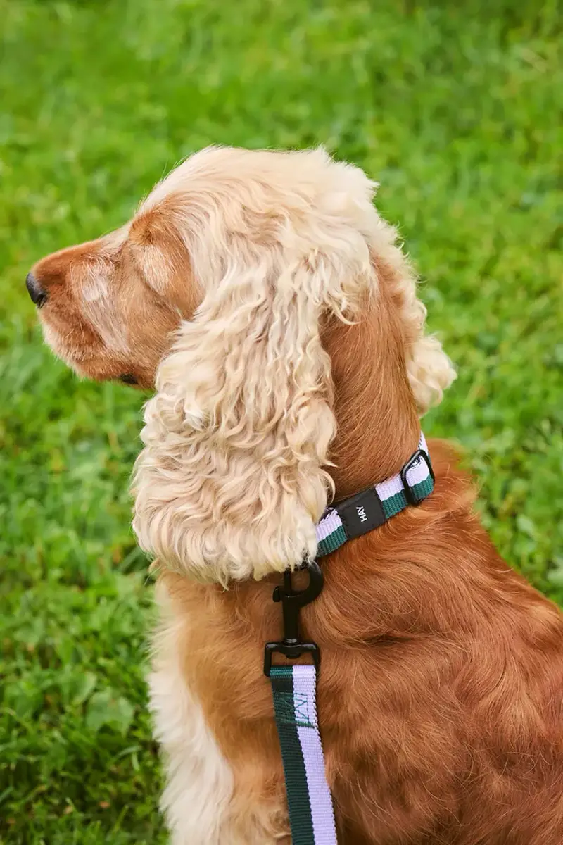 collare per cani S/M 2 x 25-45 cm Multicolore miniatura 4