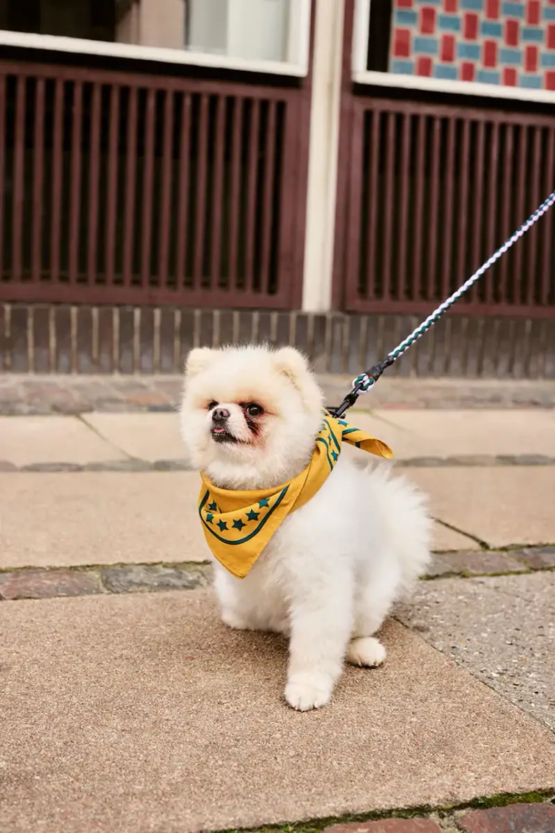 foulard per cane 55 x 55 cm colore arancione miniatura 4