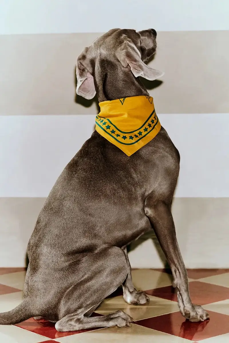 foulard per cane 55 x 55 cm colore arancione miniatura 5