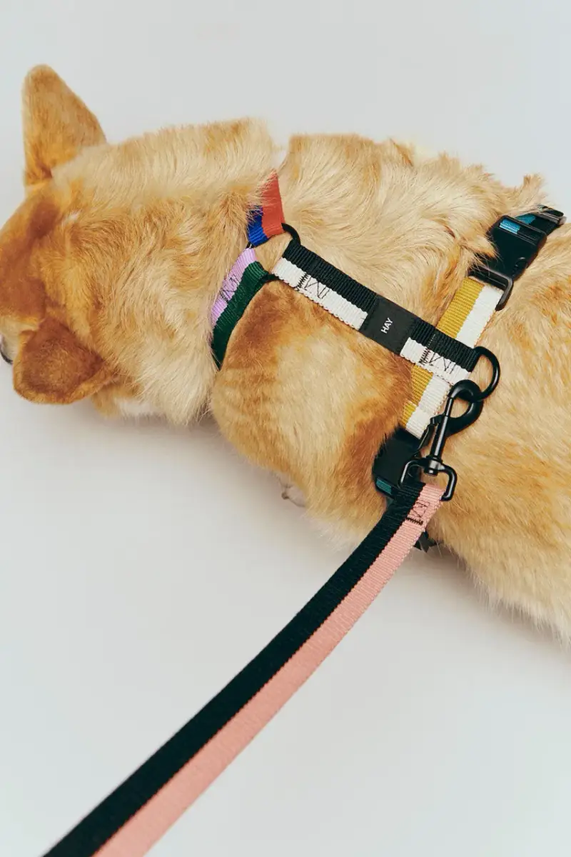 pettorina per cane Medium Multicolore miniatura 2