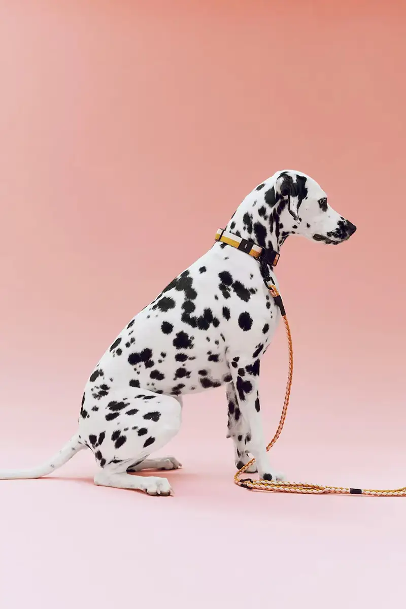 quinzaglio 160 cm colore giallo miniatura 3