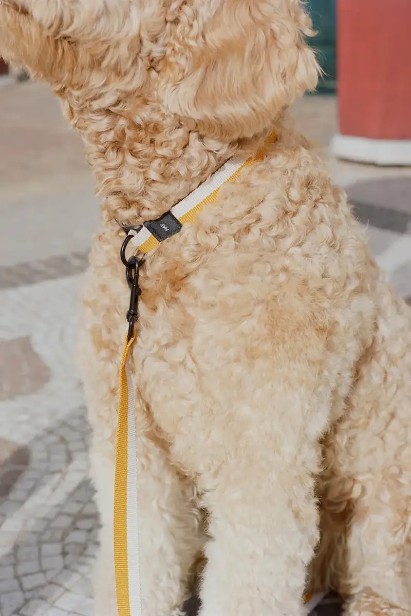 quinzaglio M/L 2, 5 x 160 cm colore giallo miniatura 2