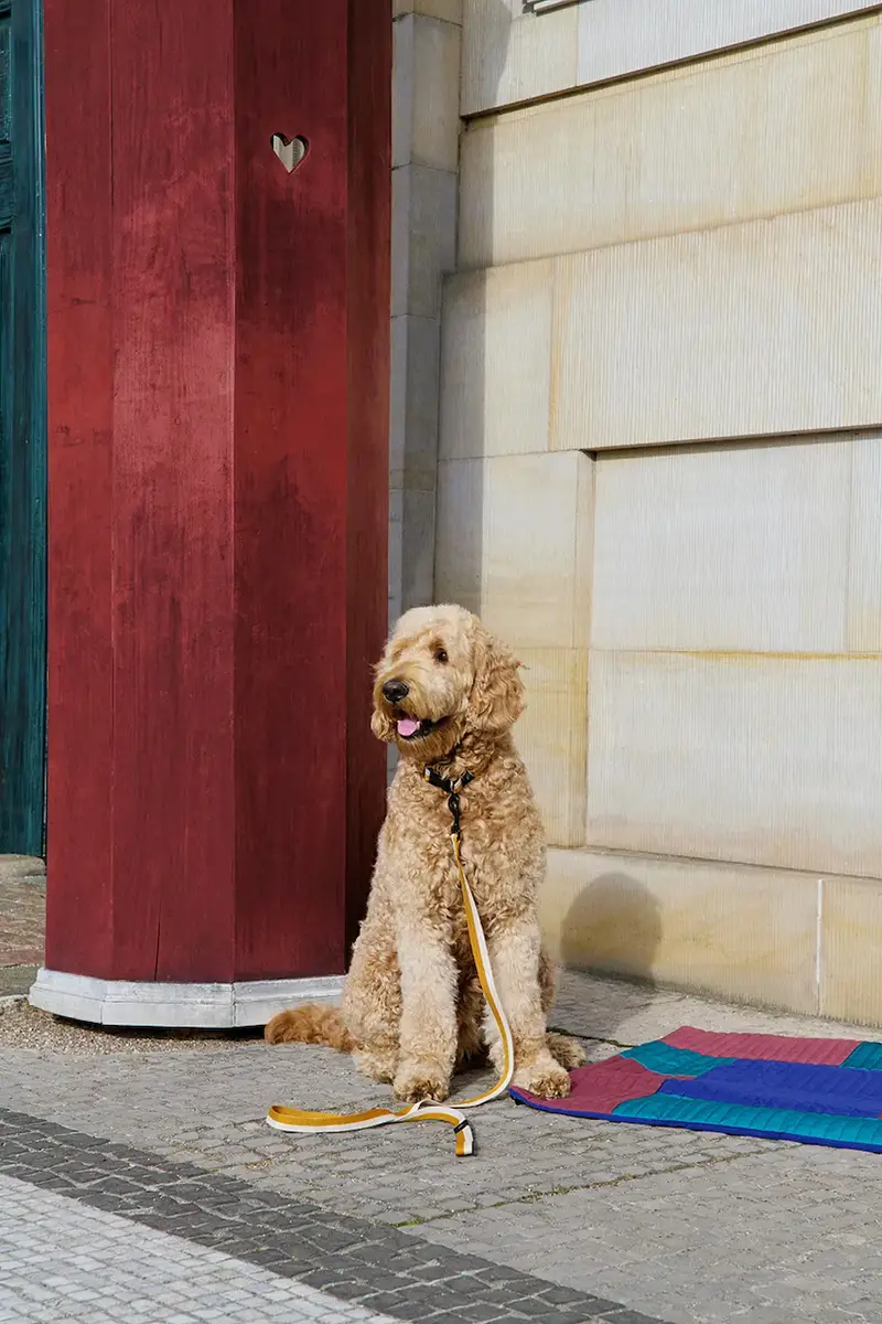 quinzaglio M/L 2, 5 x 160 cm colore giallo miniatura 3