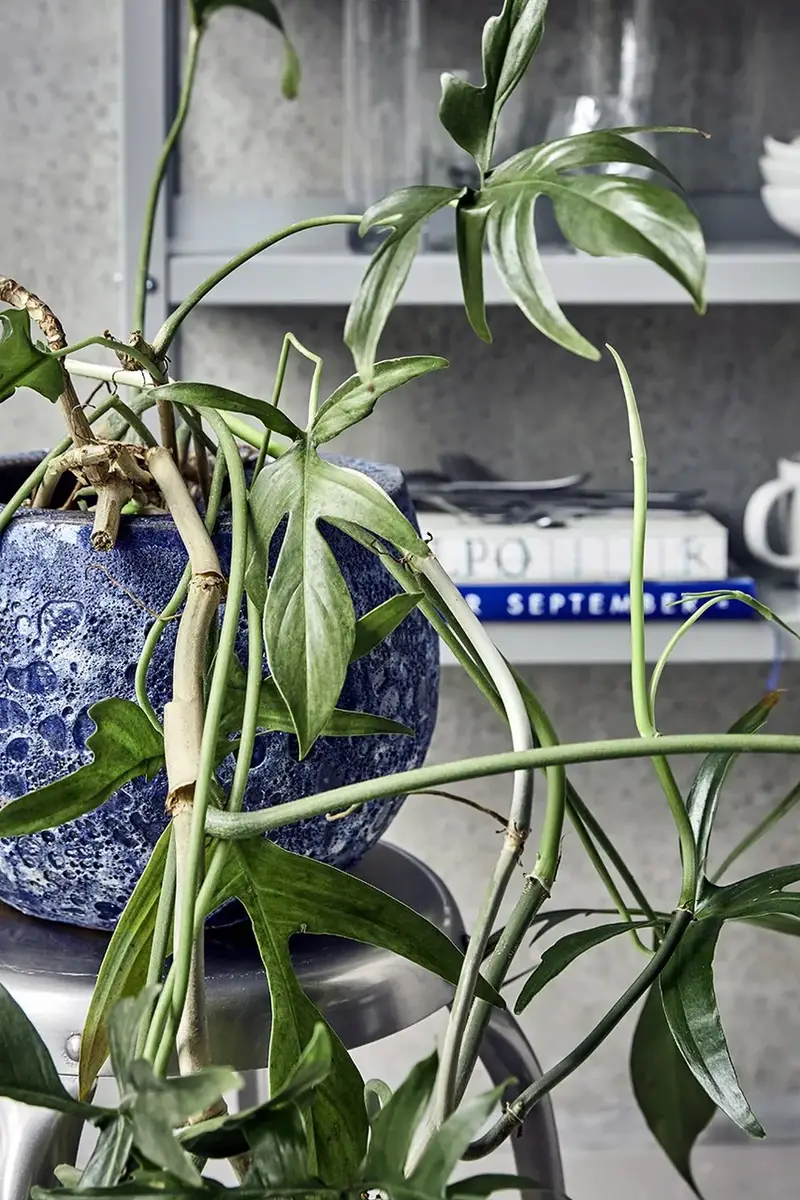 copertura vaso HDPavi 20, 5 cm colore blu miniatura 2