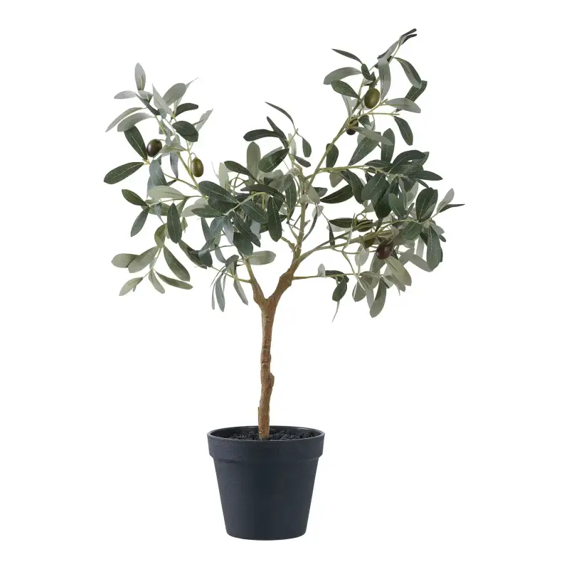 Pianta da interno House Nordic Olive Tree