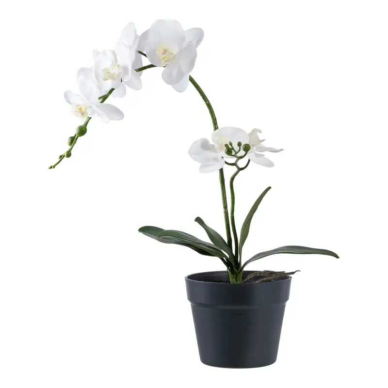 Pianta da interno House Nordic Orchid (x8)