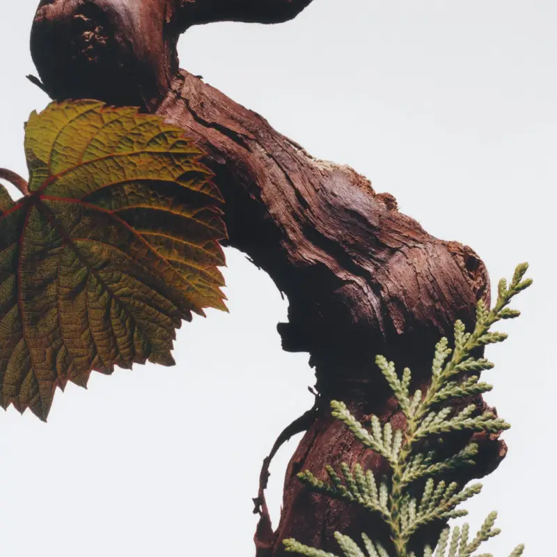 Jo Malone London Eau de Parfum Uomo 3000876 miniatura 4