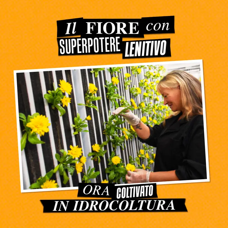 KIEHL'S - Idratanti Calendula Skin-Soothing & Stabilizing Emulsion - Crema idratante viso miniatura 5