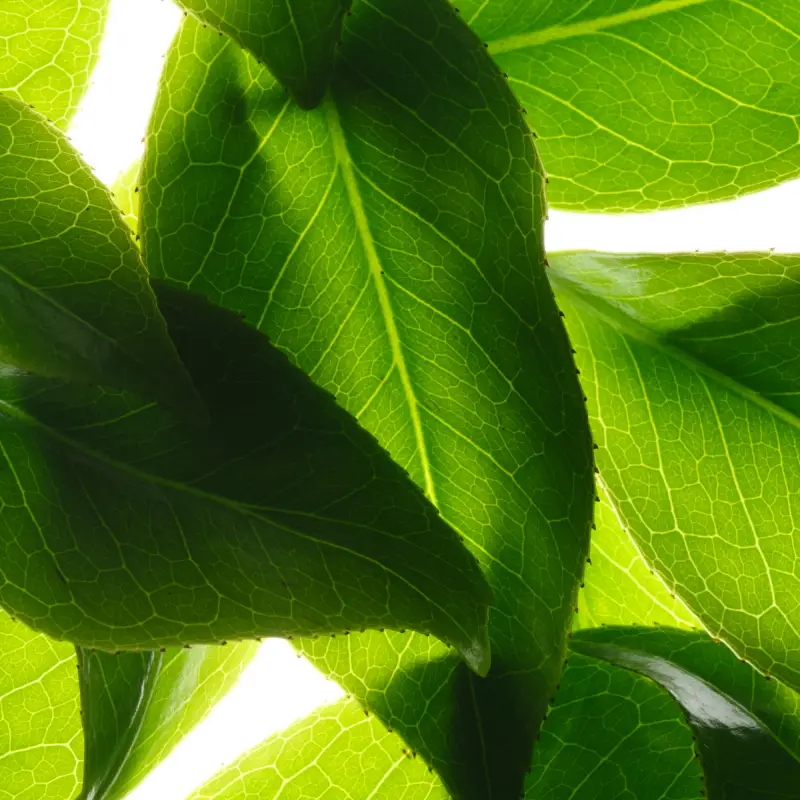 Nuxe Bagnoschiuma Verde 3041364 miniatura 4