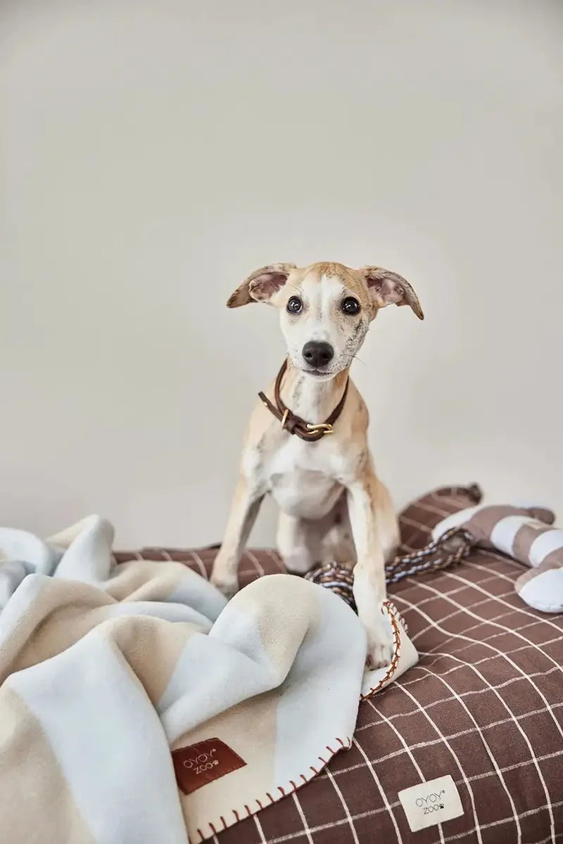 coperta per animali Kaya L Multicolore miniatura 2