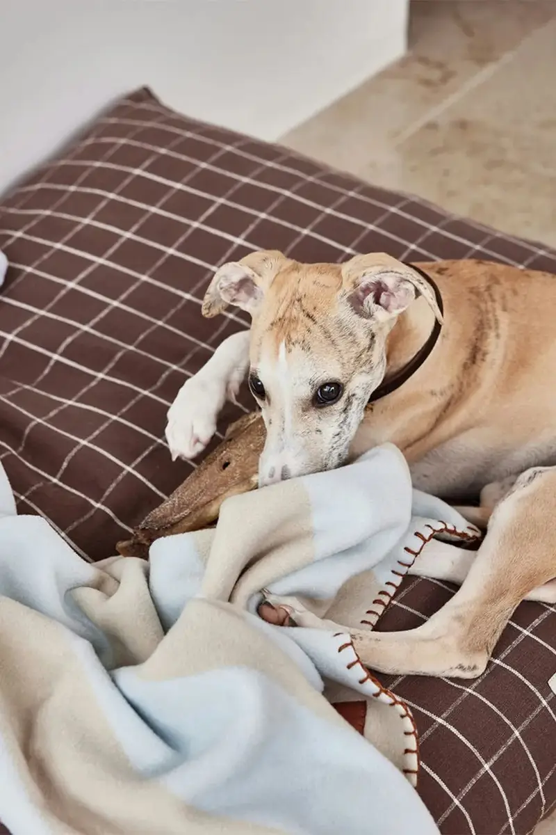 coperta per animali Kaya L Multicolore miniatura 3