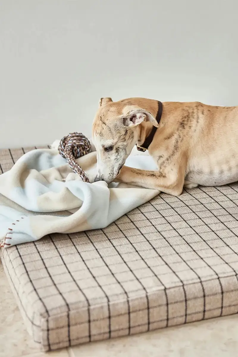 coperta per animali Kaya L Multicolore miniatura 4