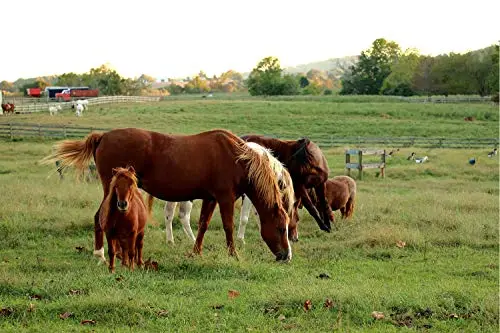 Pacific Time Orologio al quarzo per bambini con cavalli, 20569 miniatura 3
