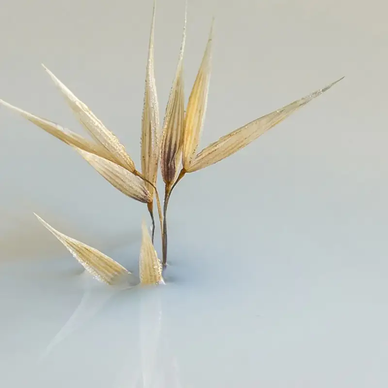 Phyto Balsamo 3042446 miniatura 2