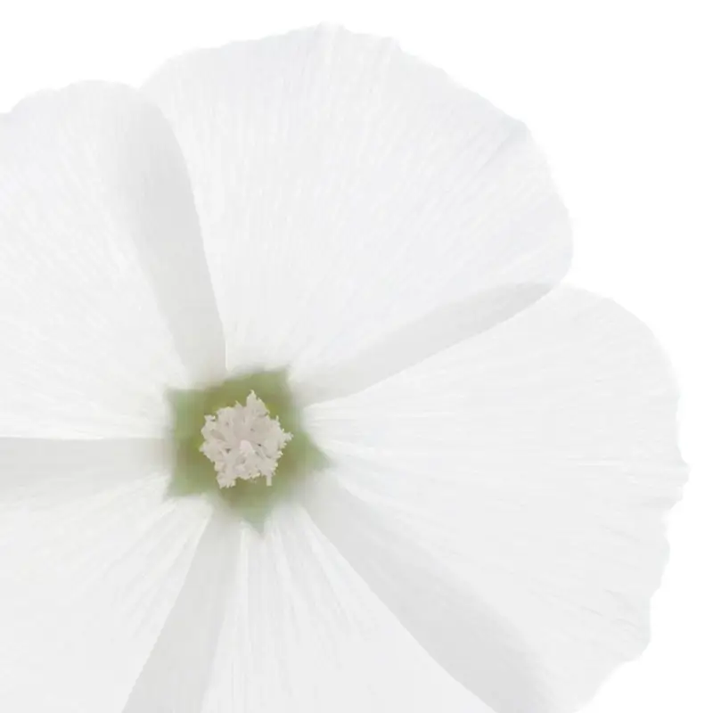 Phyto Balsamo 3042446 miniatura 3