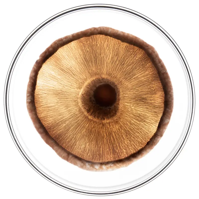 Trattamenti Specifici Phytocyane-Men Trattamento Anticaduta Uomo - Caduta dei capelli miniatura 4