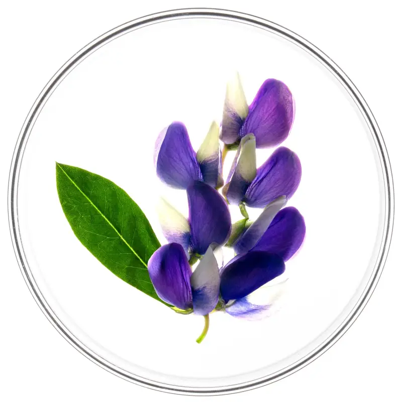 Trattamenti Specifici Phytocyane Trattamento Anticaduta Donna - Caduta Progressiva - Caduta dei capelli miniatura 3