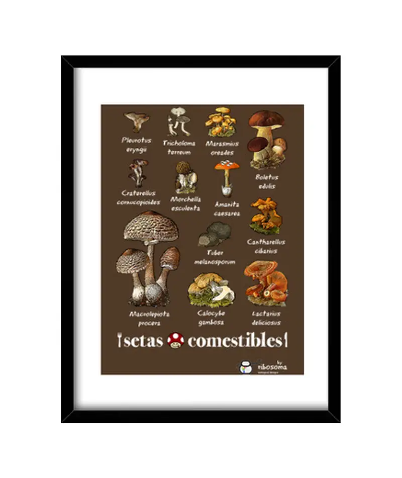 Quadro con cornice verticale funghi commestibili (sfondi scuri)