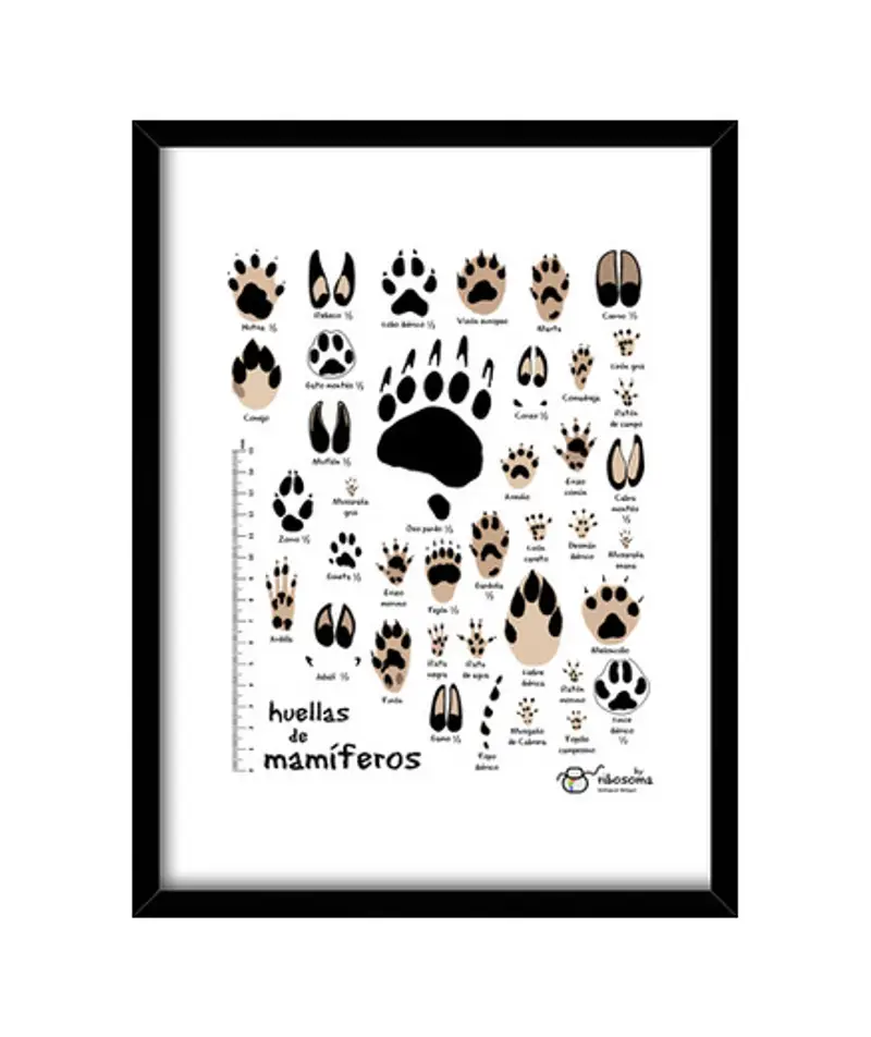 Quadro con cornice verticale nessuna traccia di mammiferi iberici. comune (