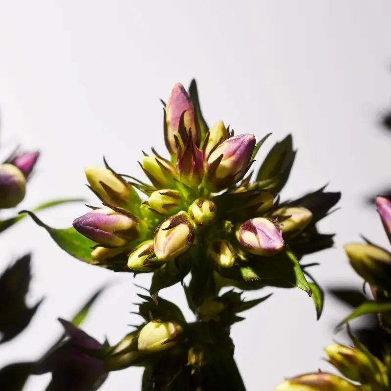 Private Collection Savage Garden Home Perfume - Profumo casa miniatura 4